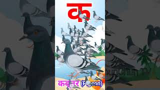 Ka se Kabutar Pigeon means Kabutar trending shorts viral [upl. by Jeniffer]