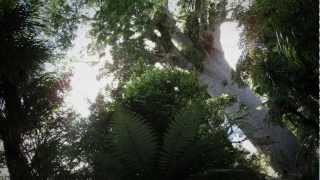 Waipoua Forest home of giant trees  Roadside Stories [upl. by Fabrin]