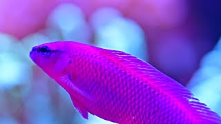 My Orchid dottyback  Pseudochromis fridmani [upl. by Alleuqram]