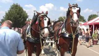 Budweiser Clydesdales at The Ohio State Fair [upl. by Terzas]