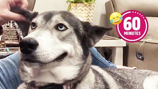 FUNNY Husky Moans for Scratches 😂  BEST Cat amp Dog Videos 2023 [upl. by Asle]