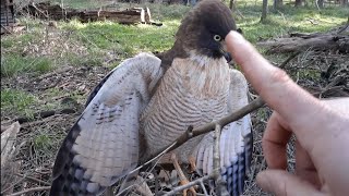 Taguató Rupornis magnirostris Syn Buteo magnirostris Familia de las águilas Accipitridae [upl. by Hceicjow]