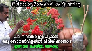 Multicolor Bougainvillea Grafting I ഒരു ബോഗൺവില്ലയിൽ മഴവിൽ നിറങ്ങൾ വിരിയിക്കണോ ഇങ്ങനെ ചെയ്തുനോക്കൂ [upl. by Eniamrahc]