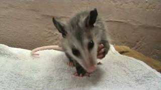 Baby opossum eating a grape [upl. by Naras880]