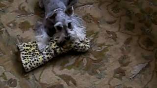 Miniature Schnauzer welcome home greeting [upl. by Wehttan]