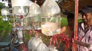 Sri Lankaශ්‍රී ලංකාCeylonOrnamental Fish ShopRoadsideGoldfish [upl. by Newbold]