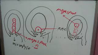 Embryo sac part 1female gametophytemonosporic embryo sacbisporictetrasporicmegaspore mothercell [upl. by Durstin47]