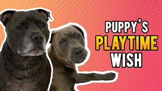 English Staffy Puppy Begs Big Sister To Play With Him [upl. by Kikelia367]