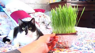 Hydroponic Wheatgrass Or Cat Grass [upl. by Cyn269]