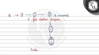 Why is megasporogenesis termed as monosporic [upl. by Liamsi]