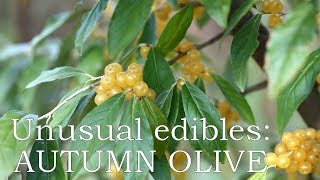 Unusual edibles Autumn olive Amber [upl. by Nomae476]