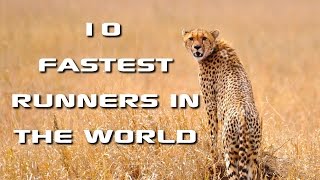 Top 10 Fastest Animals in the World Fastest Runners in the Animal Kingdom  FreeSchool [upl. by Yenahteb]