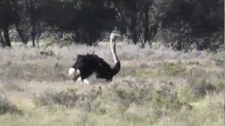 Ostrich Afrikanische Strauß Struthio camelus [upl. by Dallis]