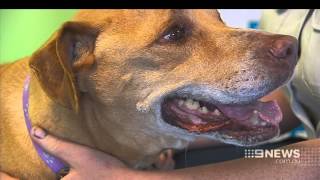 RSPCA Dog  9 News Adelaide [upl. by Gleeson]