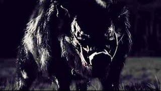 BOAR Bande Annonce VOSTFR  Horreur  Sanglier  2016 [upl. by Celtic]