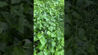 Black eye pea plants started from seed  update [upl. by Maurita]