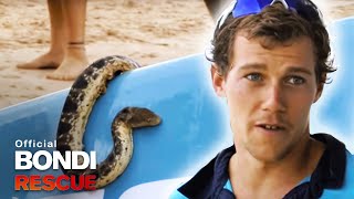 Bondi Lifeguards save a deadly sea snake [upl. by Colfin]