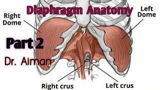 Diaphragm Anatomy  Insertion Openings Blood supply Nerve Supply Functions  Dr Aiman [upl. by Eecal984]