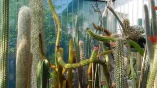 My Cacti Collection 2013 12 [upl. by Retlaw156]