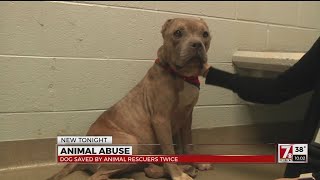 Dog abused left for dead twice now recovering in Upstate [upl. by Gnuj]