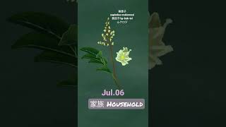 【366花語Jul6】家族  household [upl. by Yssirc948]