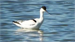 ΑΒΟΚΕΤΑ  Pied avocet Bird [upl. by Llenhoj]