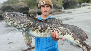 LINGCOD Catch Clean n’ COOK Kayak Fishing HOW TO CATCH LINGCOD and Rockfish [upl. by Emerson31]