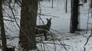 musk deer in mongolia [upl. by Aliban166]