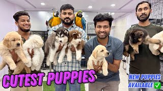 SHOW QUALITY PUPPIES SPECIAL 🐕‍🦺 BEST PRICE CHEAPEST PET SHOP  PURE BREED DOGS IN HYD [upl. by Nairadal122]