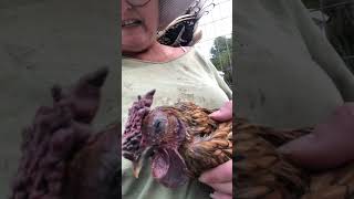 Sebright rooster falls asleep in owner’s lap [upl. by Sexela]