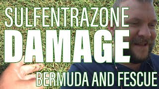 How Does SulfentrazoneDismiss Affect Fescue and Bermuda in the Summer [upl. by Enileqcaj]