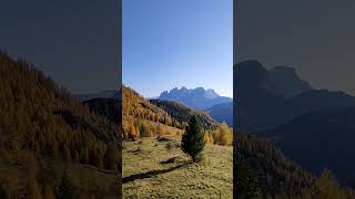 Foliage di larici dorati con vista sulle Pale di San Martino Falcade Dolomiti Bellunesi uno dei [upl. by Haila]