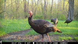 Browning Trail Cameras  4 Gobbles and a Strut [upl. by Akinuahs503]