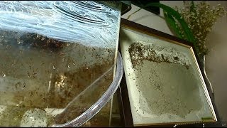 Habitat Nest Burrow™ Professional Ant FarmFormicarium Instructional Video [upl. by Nate554]