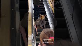 buddytherat love rat nyc puppet mask onlyinnewyork escalator portauthority [upl. by Ormiston]