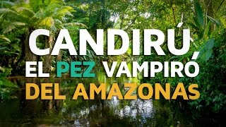 Candirú el pez VAMPIRO del Amazonas [upl. by Elka]