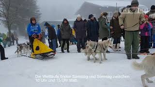 24 Internationales Hundeschlittenrennen in Frauenwald [upl. by Susej]