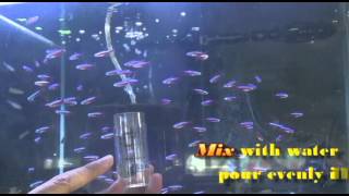 Raise Brine Shrimp Indoors to Adults easy and almost free [upl. by Johen]