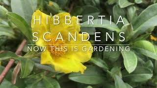 Hibbertia Scandens  The Snake Vine  A Climbing Plant For Containers or Garden [upl. by Ydnamron670]