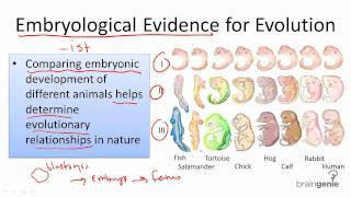 1117 Embryological evidence for evolution [upl. by Joyann]