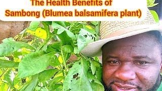 The Health Benefits of Sambong Blumea balsamifera plant [upl. by Nylyaj]