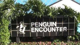 Penguin Encounter at Sea World Orlando 19852012 [upl. by Neehs]