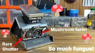 Cleaning fungus from an SX70 lens And 600 modding a Fairchild quotWquot shutter [upl. by Uos]