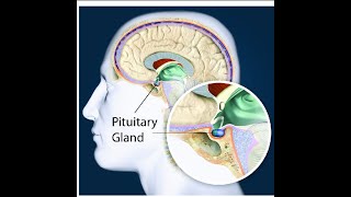 Pituitary gland  Function Location [upl. by Gnouv439]