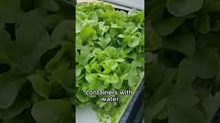 EASIEST EVERY DIY HYDROPONIC SYSTEM 🥬 farming hydroponics diy hydroponicsnutrientssolution [upl. by Kampmeier]