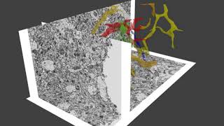 Segmentation and 3D reconstruction of FIBSEM datasets [upl. by Uok]