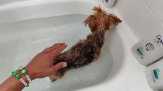 my dog is walking again DIY Bathtub Hydrotherapy WORKS [upl. by Reginauld574]