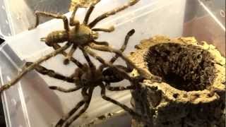 Poecilotheria sp quotlowlandquot Verpaarung mating [upl. by Phina]