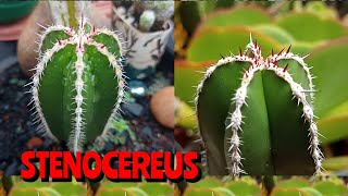 Cacto Stenocereus Marginatus Cactos Colunares Pachycereus Marginatus [upl. by Tnahs]