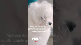 🐕‍🦺💕The 5 Best Hypoallergenic Dog Breeds 🐩🌈 [upl. by Riaj390]